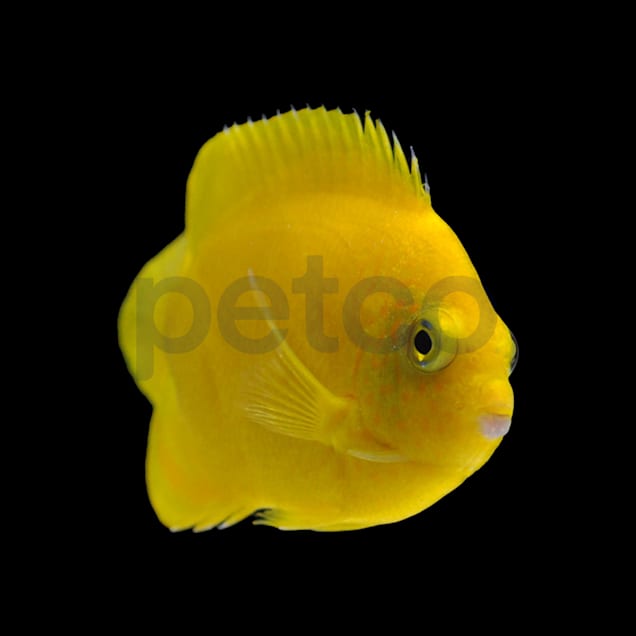 Angelfish at petco clearance