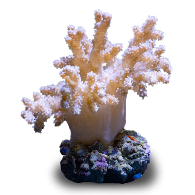 Aquacultured Nano Mushroom Finger Coral (Sinularia sp.) - Carousel image #1