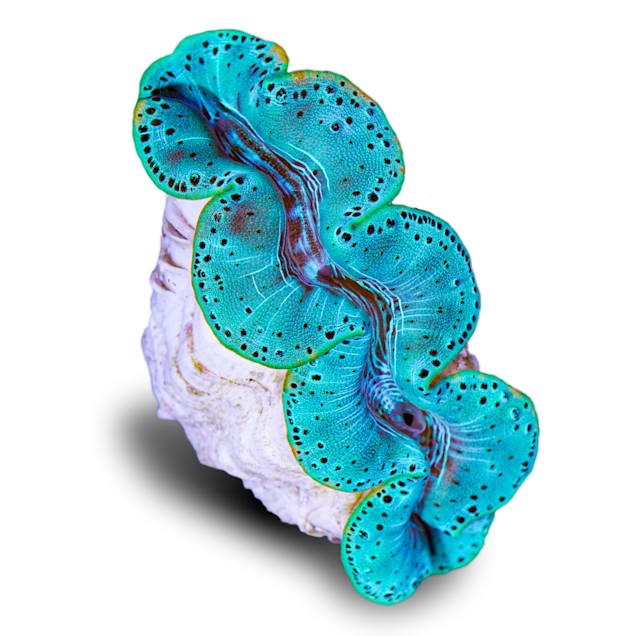 Ultra Blue/Turquoise Maxima Clam (Tridacna maxima) - Carousel image #1
