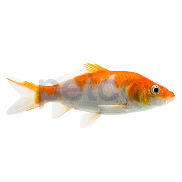 Kohaku Koi (Cyprinus carpio) - Large | Petco