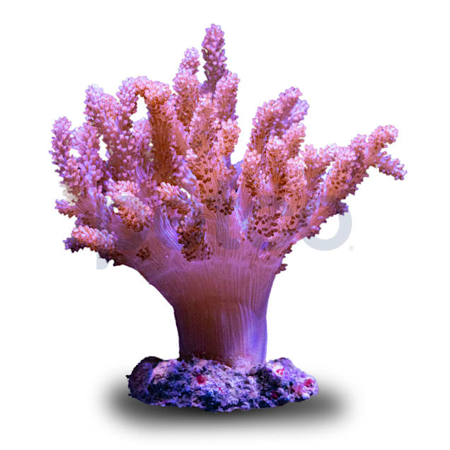 Imagitarium White Staghorn Coral Decor, Large