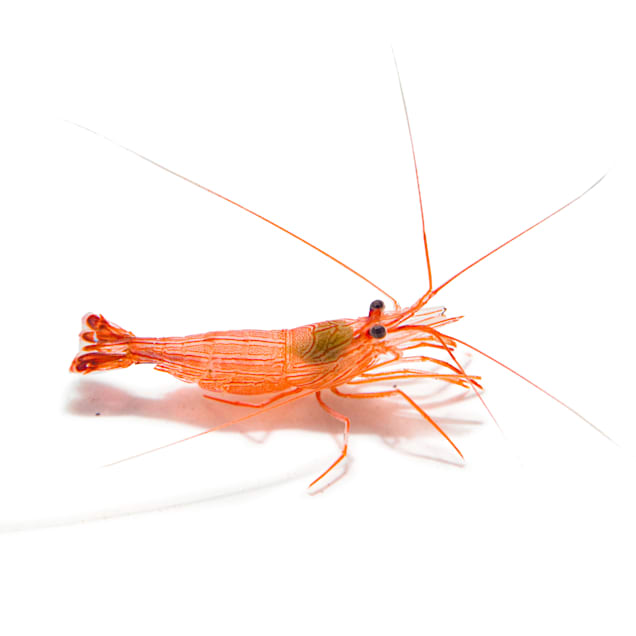 Junda Lin's Peppermint Shrimp (Lysmata jundalini) - Carousel image #1