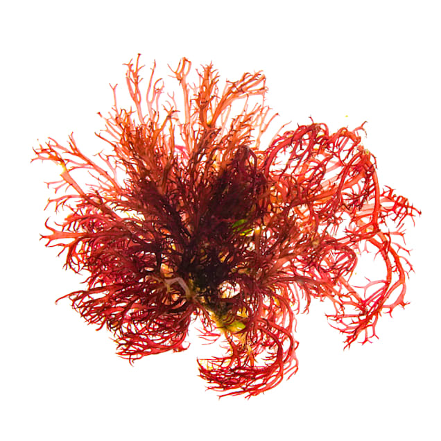 Red Gracilaria Algae (Gracilaria parvispora) - Carousel image #1