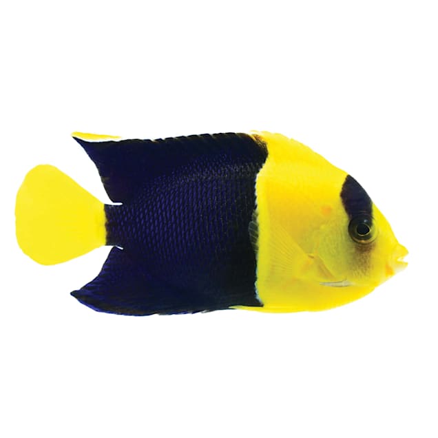 Bicolor Angelfish (Centropyge bicolor) - Carousel image #1