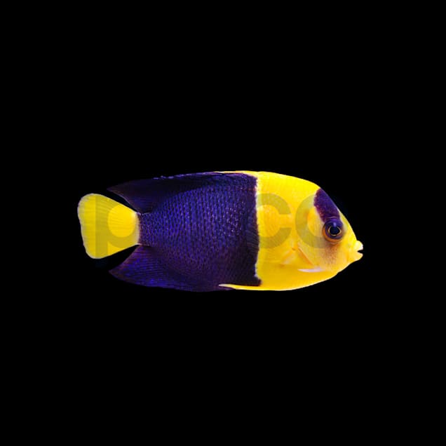 Angel store fish petco