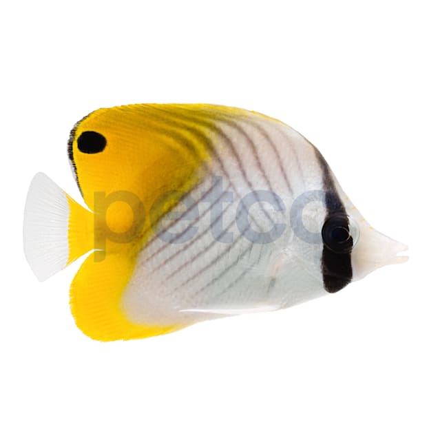 Butterfly Fish, Feed and Grow Fish Wikia