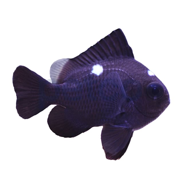 Three Spot Domino Damsel (Dascyllus reticulatus) - Carousel image #1