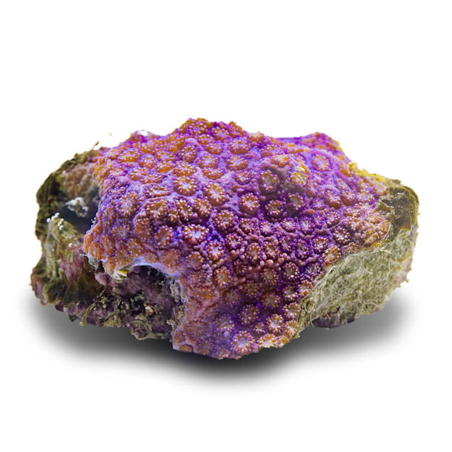 Aquacultured Super Purple Flower Pot Coral (Goniopora sp.) - Carousel image #1