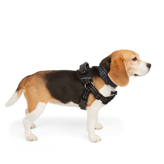Easy leash training dog online
