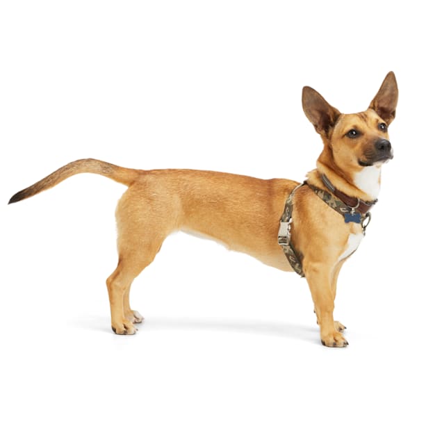 Reddy Green Camo Dog Harness Medium Petco