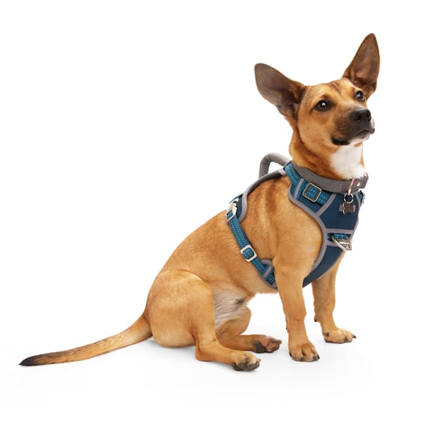 Weighted dog vest petco top