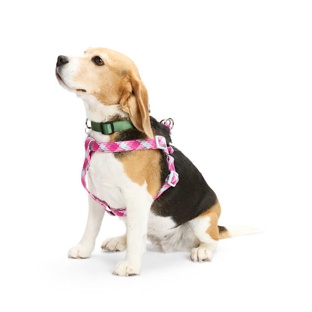 Petco dog harness and leash 2025