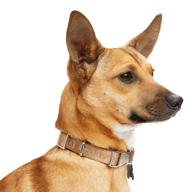 Reddy dog collar sale