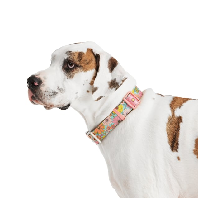 Pizza Dog Collar – Pink House Pups