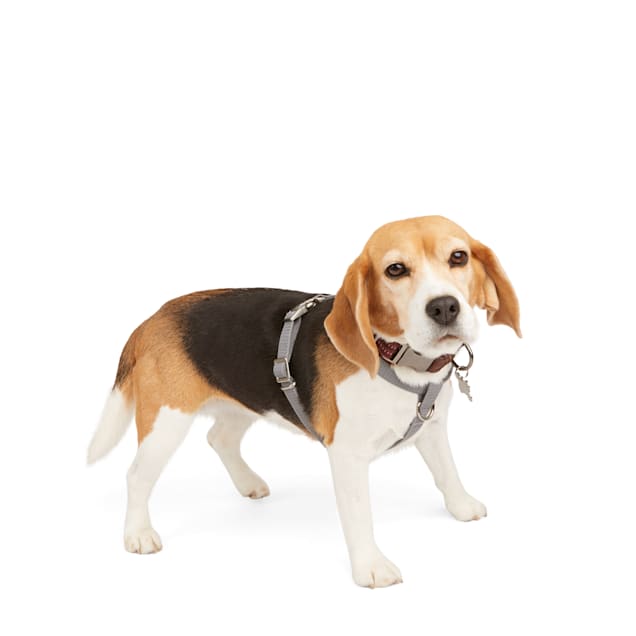 Best harness for beagle puppy clearance