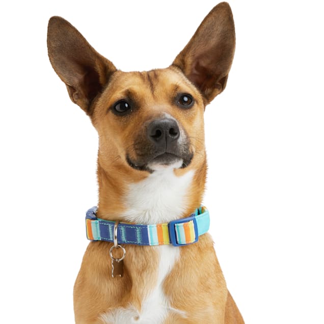 Blue and orange dog collar hotsell