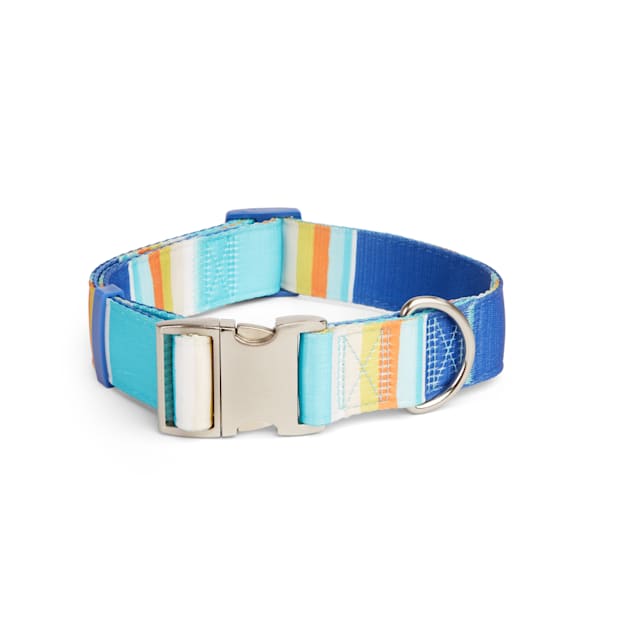 Orange and 2025 blue dog collar