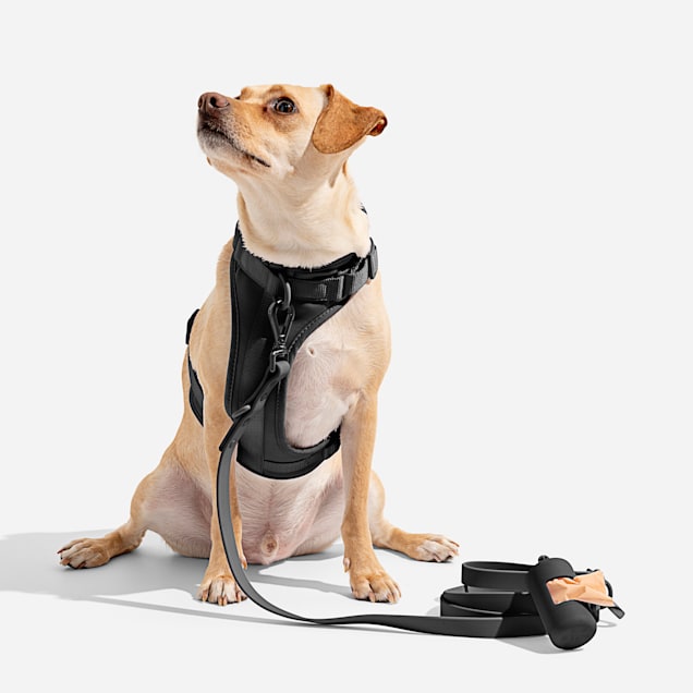 Black dog harness sale