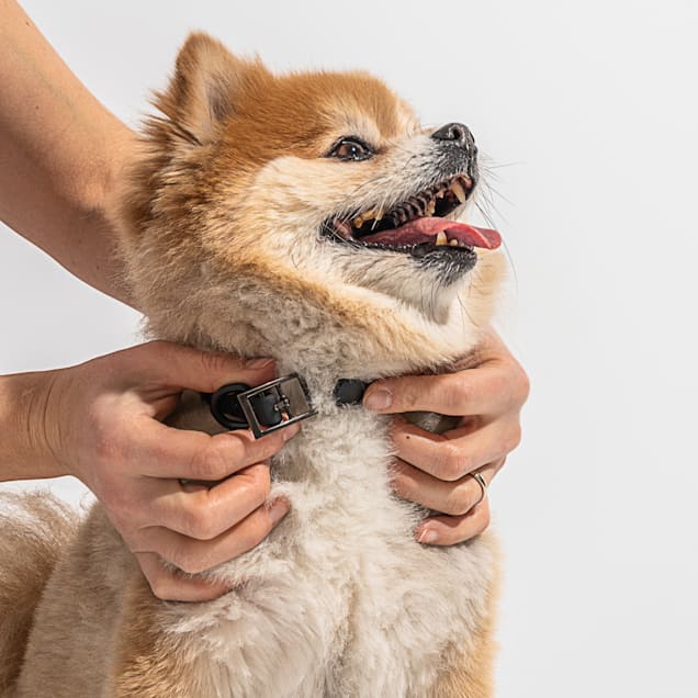 Shock collar for small dogs petco sales