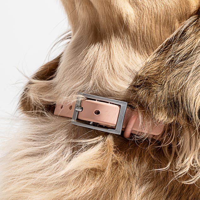 Blush dog collar 2025