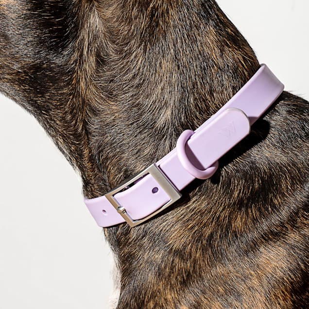 Wild One Lilac Dog Collar, Small