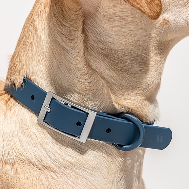 Petco puppy collars 2025
