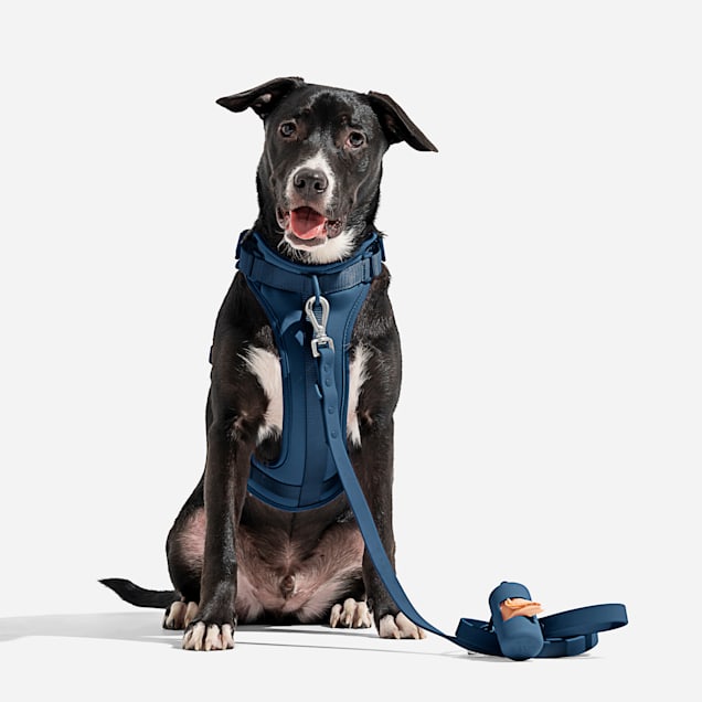 Petco dog tie out clearance