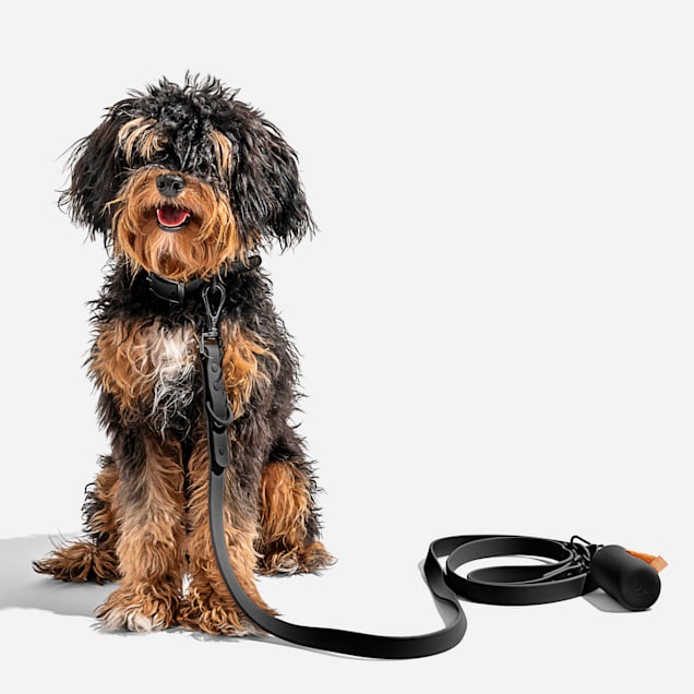 Zebra Black Uptown Dog Leash