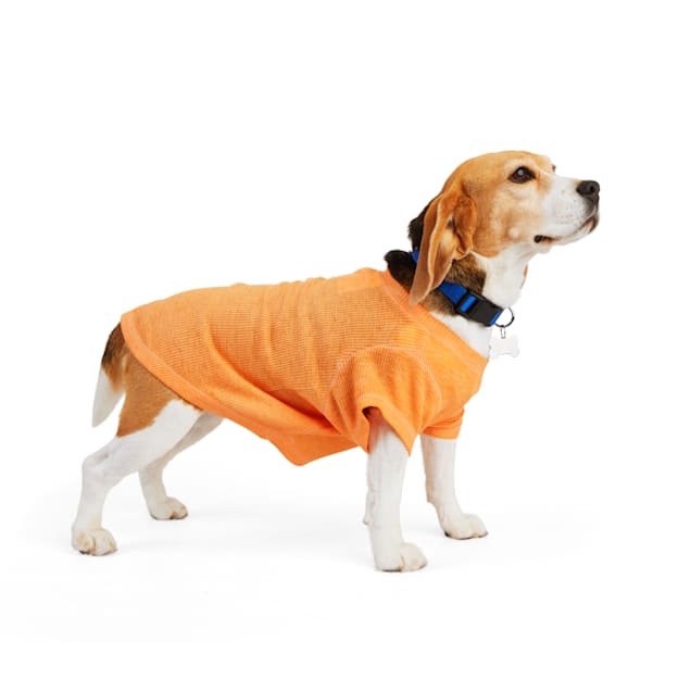 Dog discount thermal shirt