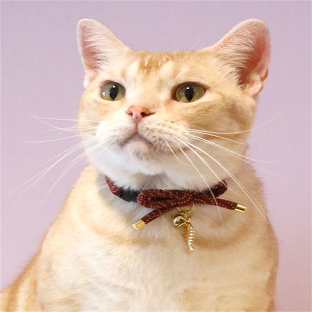 Necoichi cat collar outlet