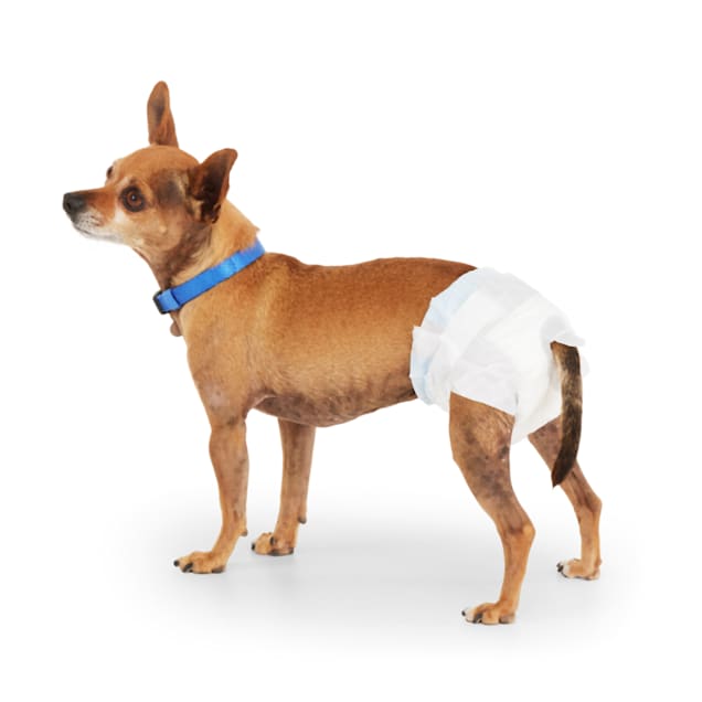 pet diapers petco