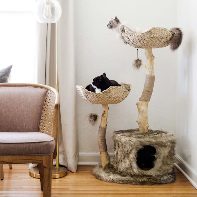 32+ Mau cat furniture reviews Funny Cats Life