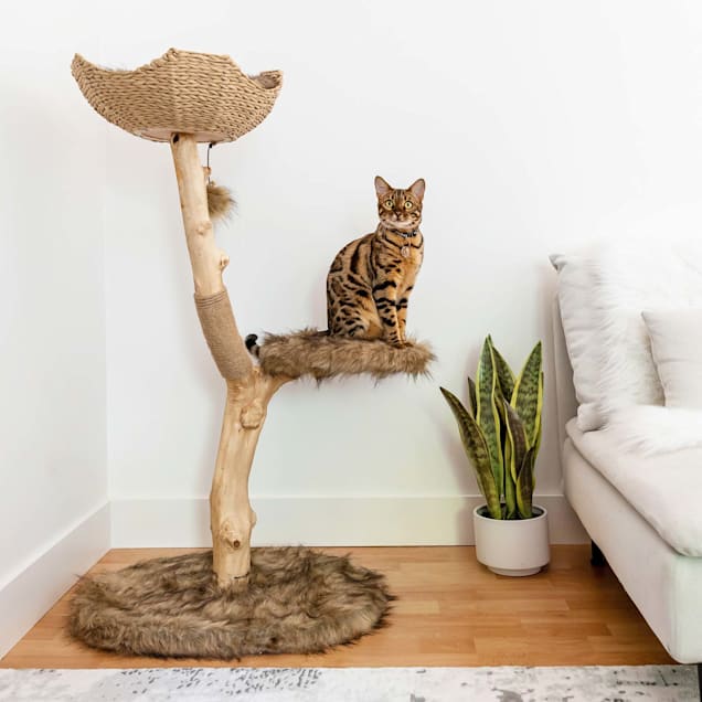 Mau Lifestyle Brown Uni Cat Tree, 43" H Petco