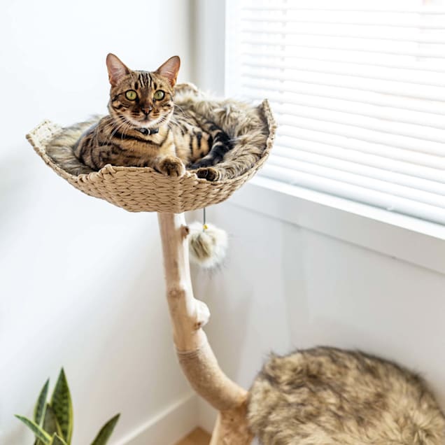 44++ Mau cat tree reviews The best and funniest cat