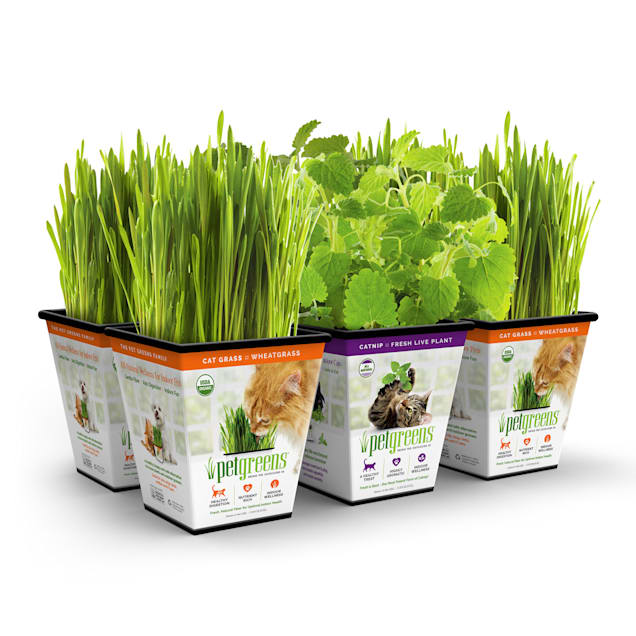 Pet Greens Multi Pack Live Grass & Catnip, Pack of 6 - Carousel image #1