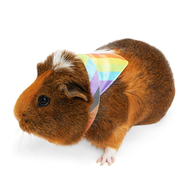 Guinea pig for sale at petco shop