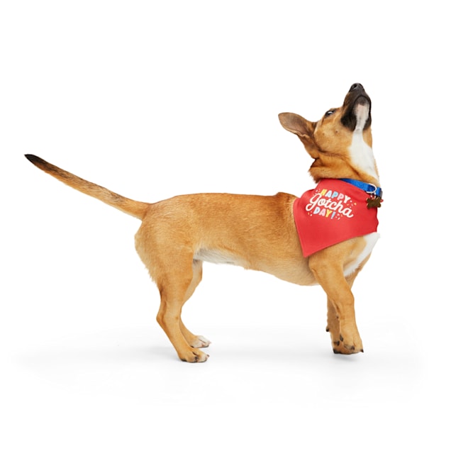 Dog gotcha day bandana sale