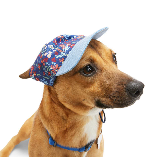 Dogs With Hats ubicaciondepersonas.cdmx.gob.mx