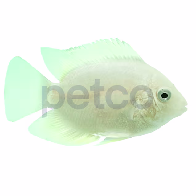 Gold Severum Cichlid (Heros efasciatus) - Carousel image #1