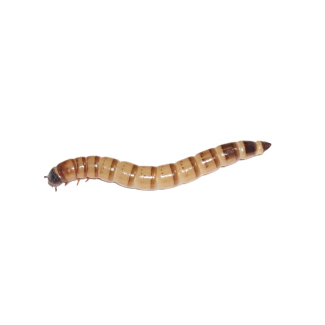 Superworms (Zophobas morio) - 250ct - Carousel image #1