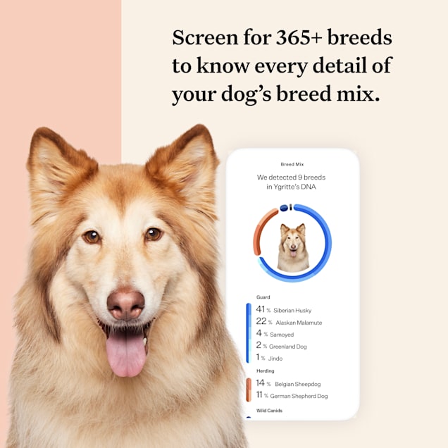 Wisdom panel health breed & health identification best sale dog dna test kit