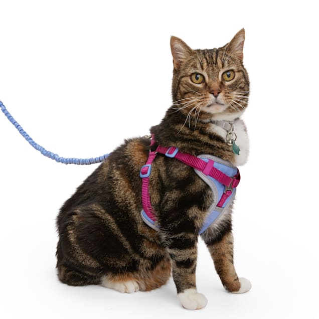Cat Harnesses & Leashes for sale