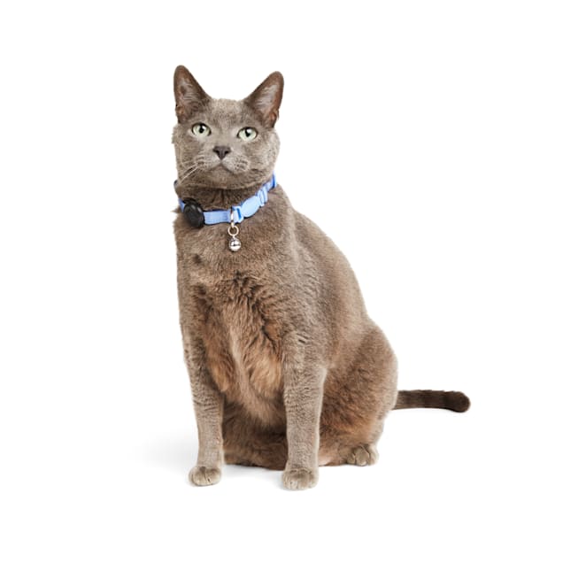 Light up hot sale cat collar uk