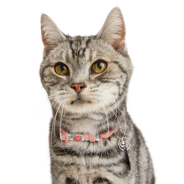 Kitten collar and leash discount