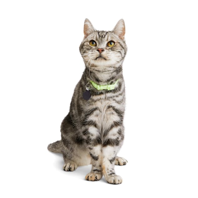 Glow in the dark cat collar petco shop