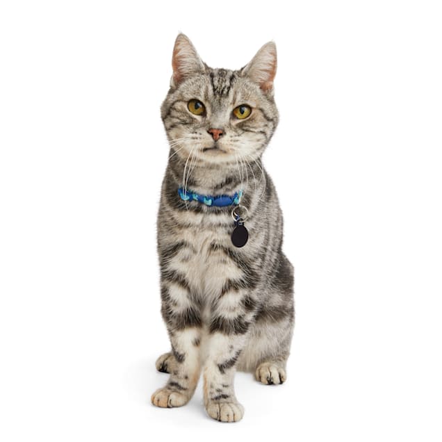 Grey kitten collar online