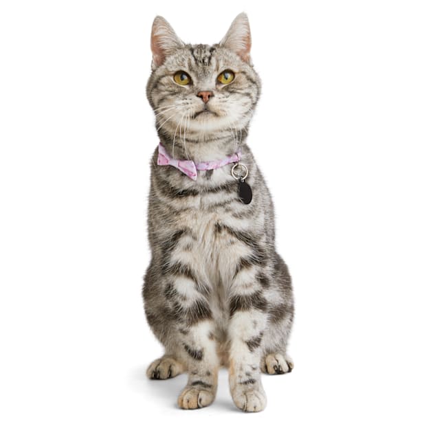 Kitten flavour hates collar