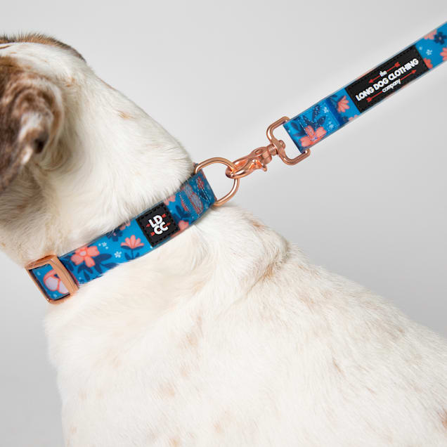 The collar and leash company clearance