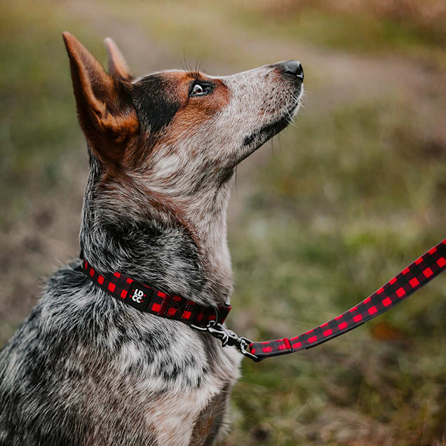 5280 dog collar clearance