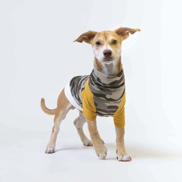 Dog baseball tee discount